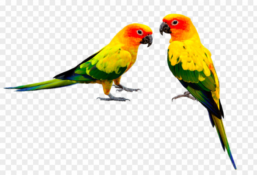 Form Is Not The Same Two Parrots Bird Feeders Parrot Budgerigar Cockatiel PNG