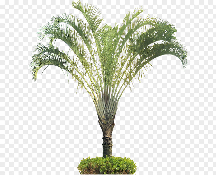 Palm Tree Dypsis Decaryi Arecaceae Ornamental Plant PNG