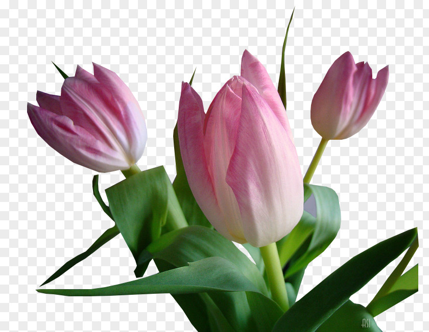 Tulip Floristry Cut Flowers Petal Plant Stem PNG