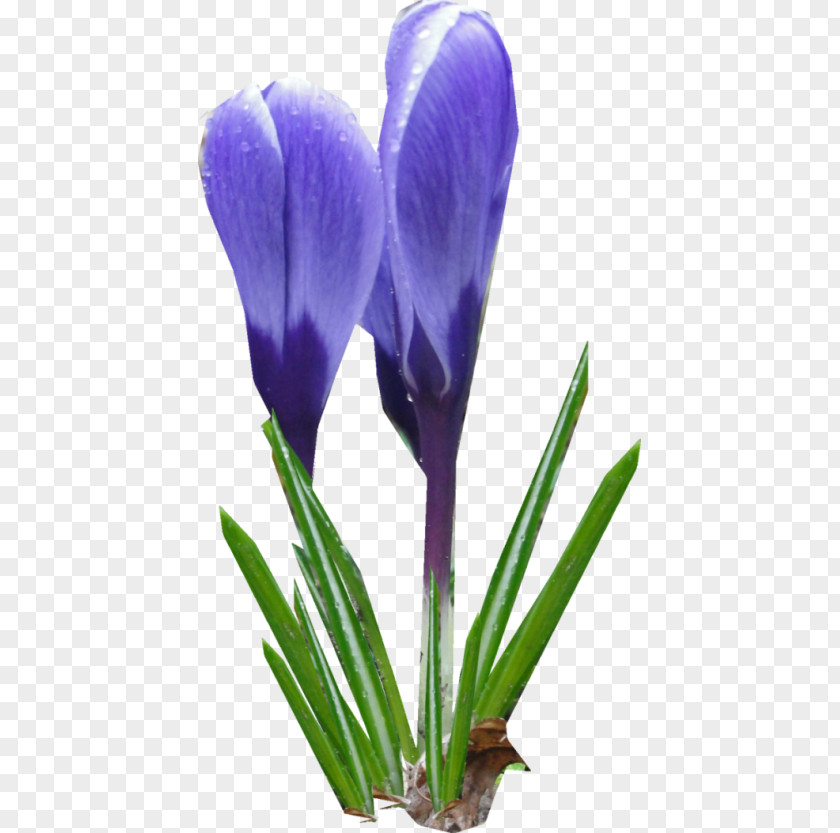 Crocus Flower Clip Art PNG