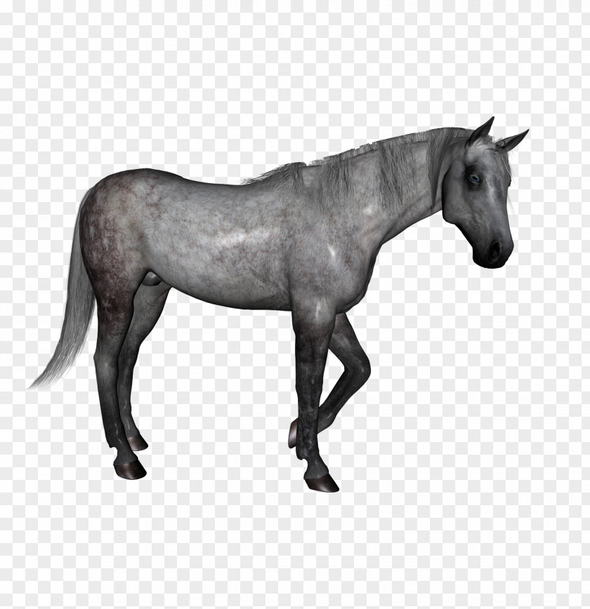 Horse Mustang Pony Stallion Mare PNG