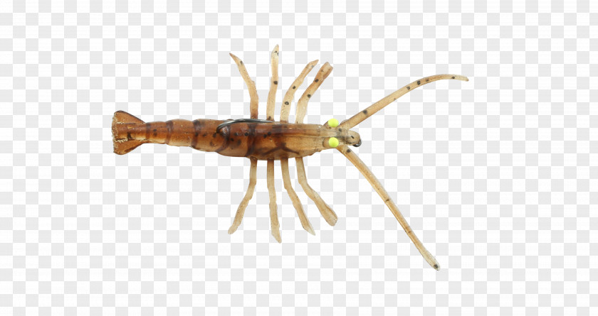 Insect Animal Source Foods Decapoda Pest PNG