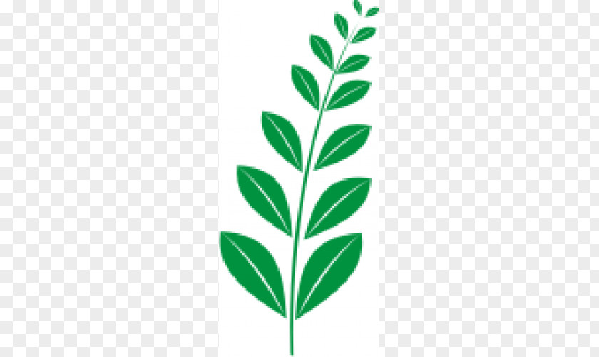 Leaf Plant Stem PNG