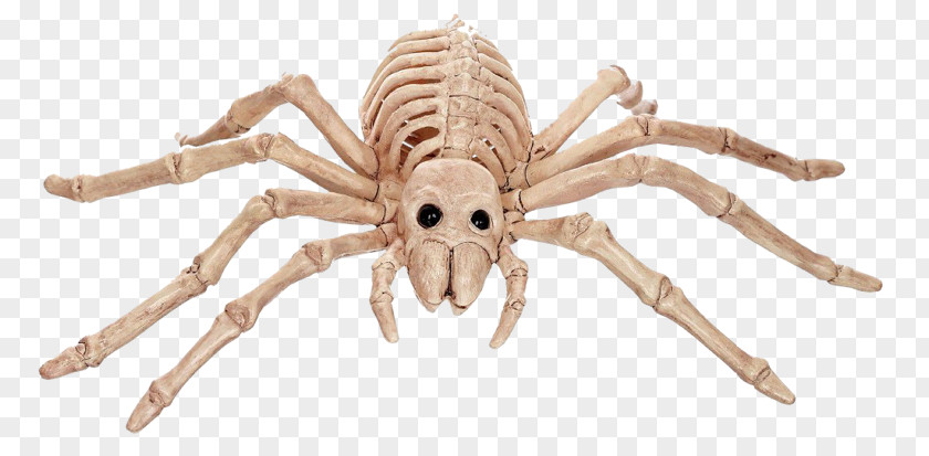 Mouseover Spider Human Skeleton Bone Vertebrate PNG