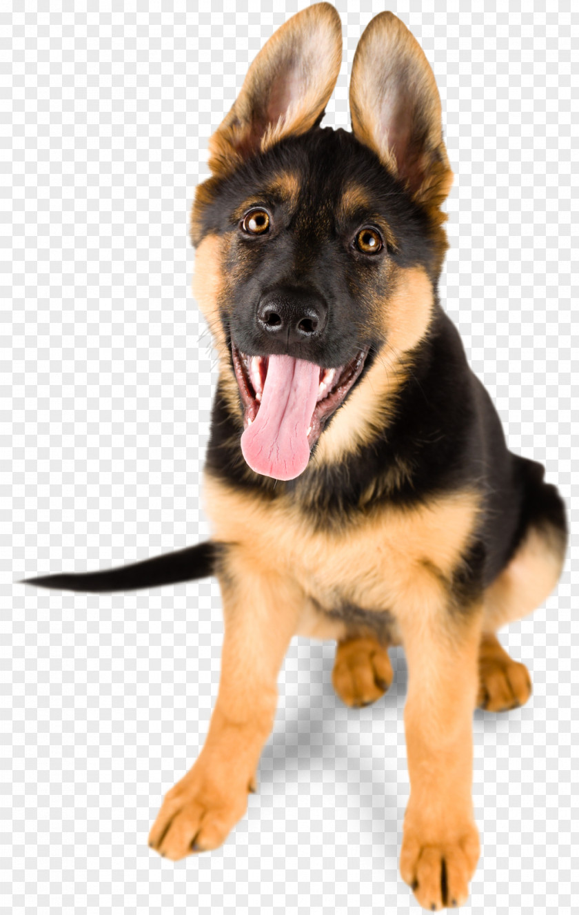 Puppy German Shepherd Stock Photography Royalty-free Cuteness PNG
