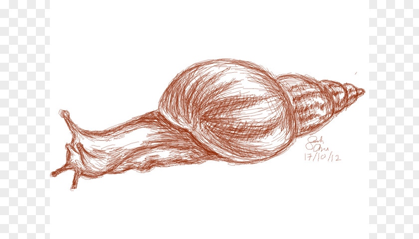 Snail Drawing The Art Sketch PNG
