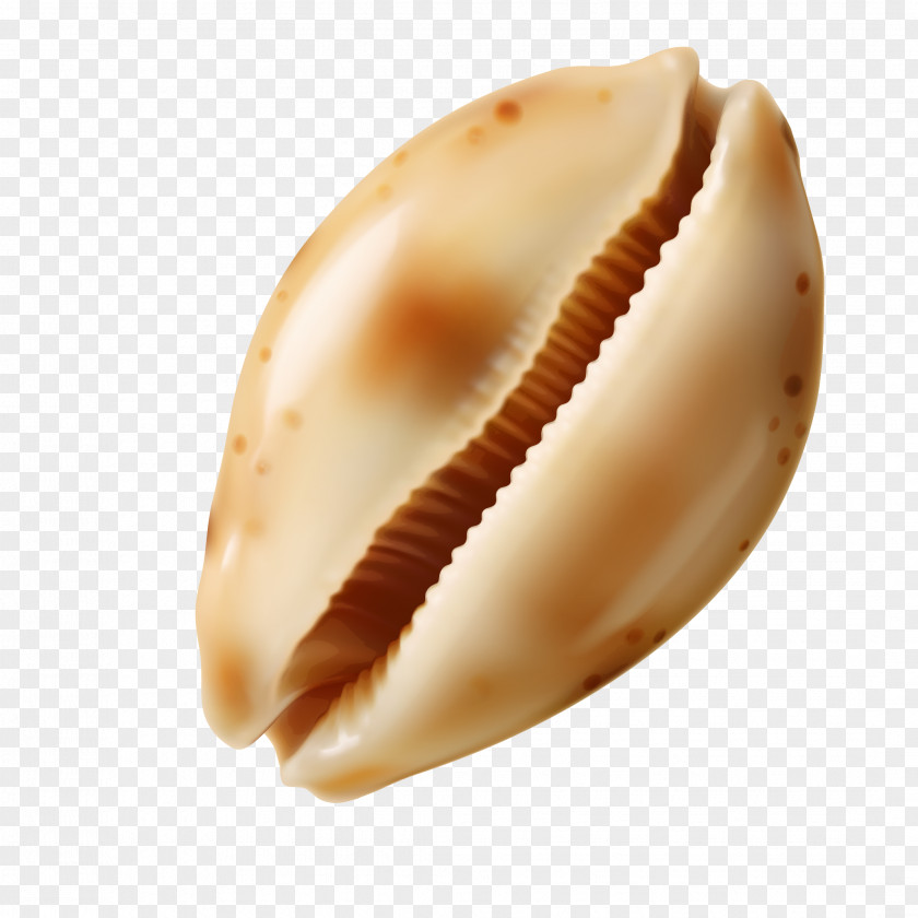 Vector Beautiful Conch Sea Snail Seashell PNG