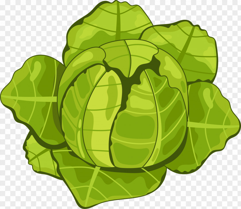 Vector Vegetables Cauliflower Organic Food Vegetable Cabbage Tomato PNG