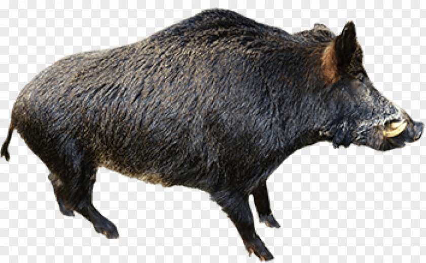 Boar Cartoon Wild Clip Art Suidae Mammal PNG