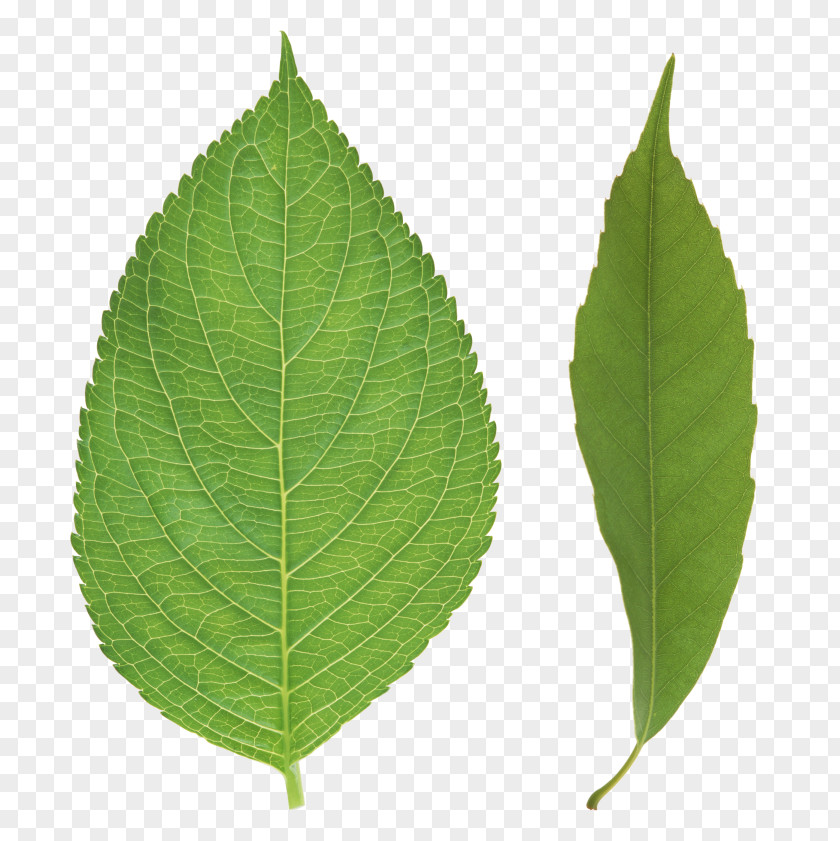 Leaf Desktop Wallpaper Clip Art PNG