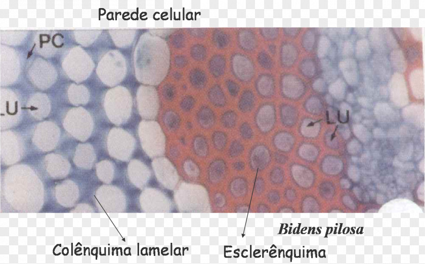Plant Collenchima Tissue Esclerénquima Pletivo PNG