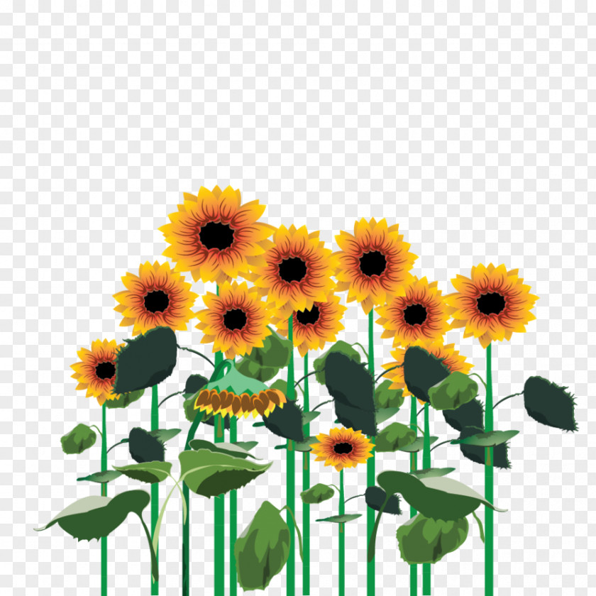 Sunflower Wreath Common Cut Flowers Transvaal Daisy Seed Annual Plant PNG