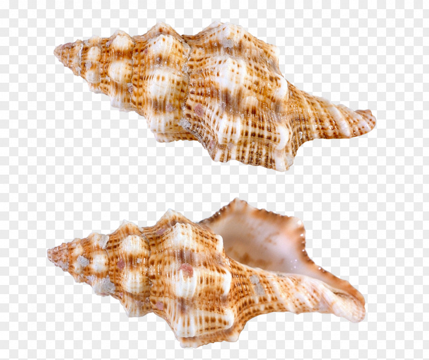 Transparent Sea Snail Shells Picture Papua New Guinea Seashell Computer File PNG