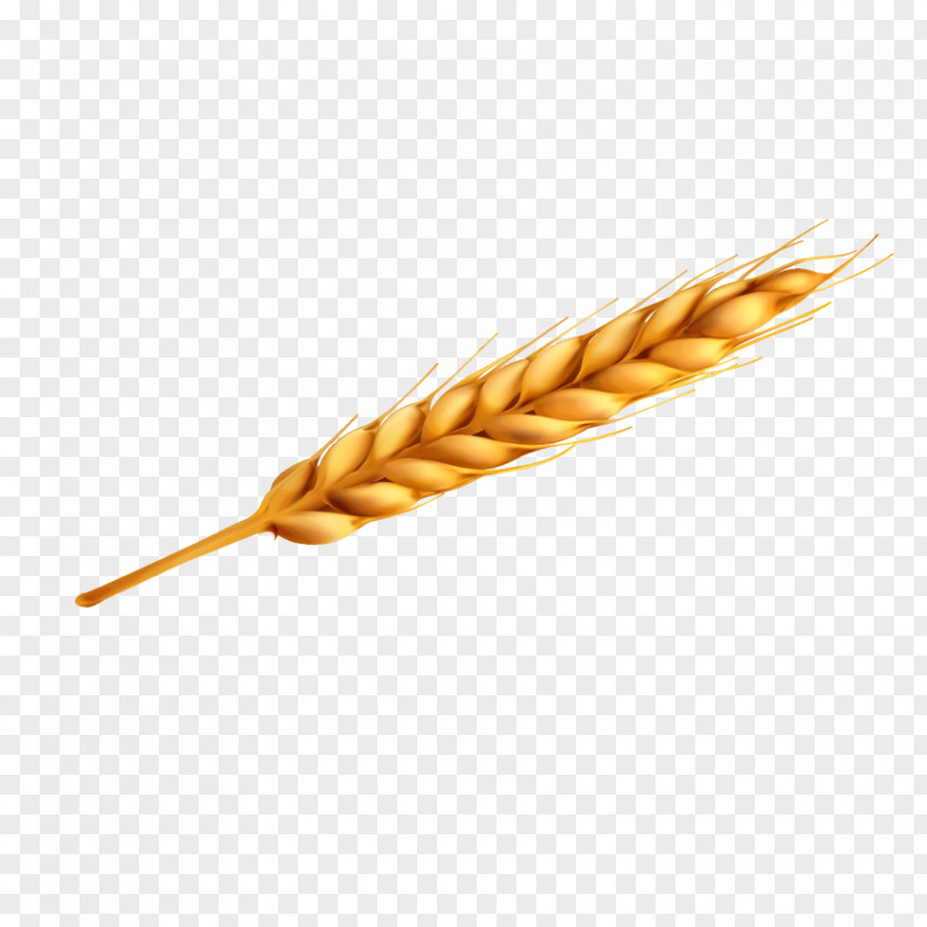 Vector Wheat Yellow Euclidean Bread PNG