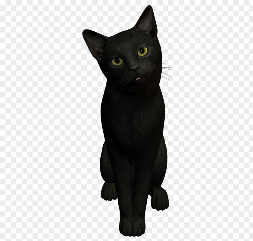 Witch Cat Black Bombay Korat Chartreux Malayan PNG