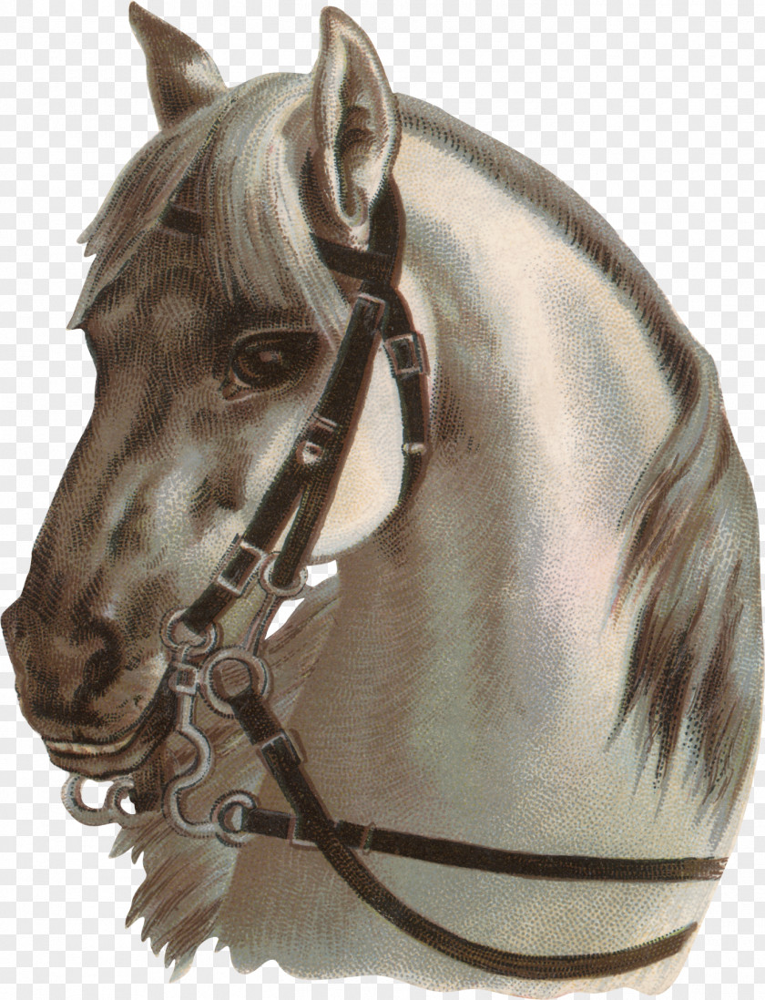 Galloping Horse Photography Drawing Clip Art PNG