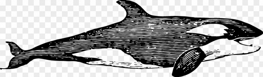 Sketch Ferocious Shark Dolphin PNG
