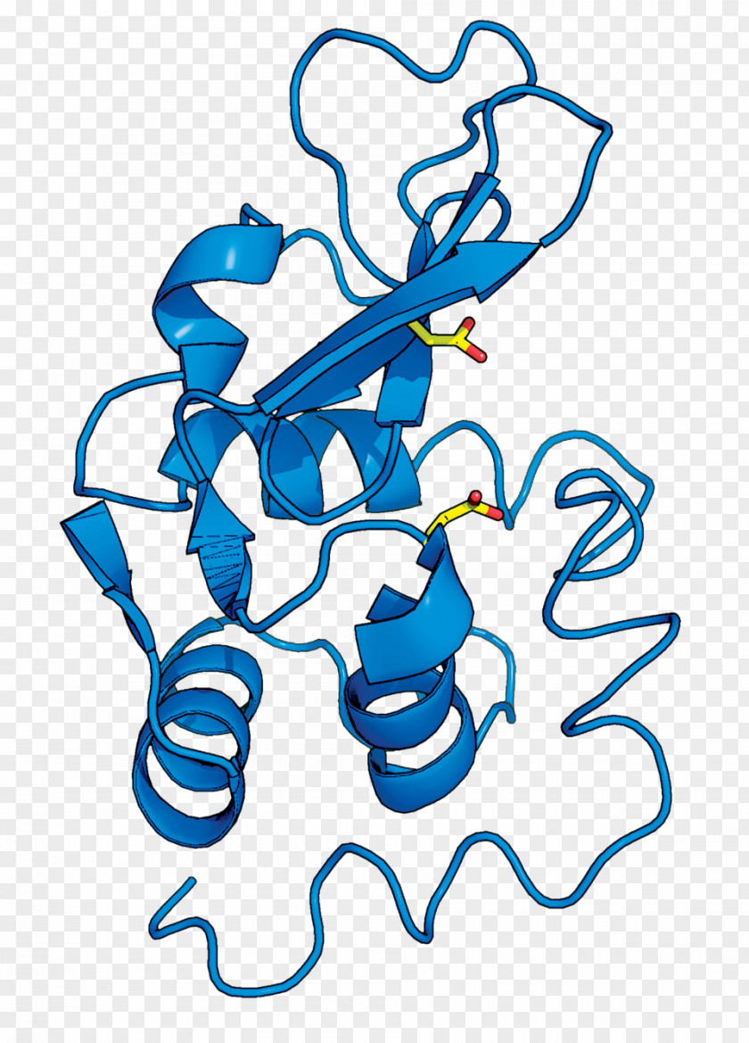 Water Transfer Lysozyme Structure Enzyme Science X-ray Crystallography PNG