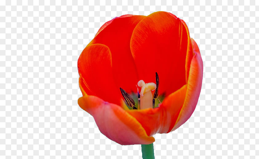 A Beautiful Tulip Image Tulipa Gesneriana Flower Wallpaper PNG