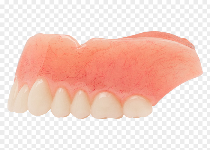 Classical Shading Human Tooth Dentures PNG