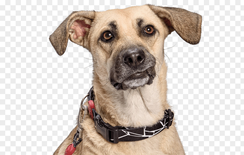 Dog Breed Collar Snout PNG