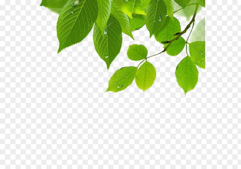 Green Leaves Leaf Wallpaper PNG
