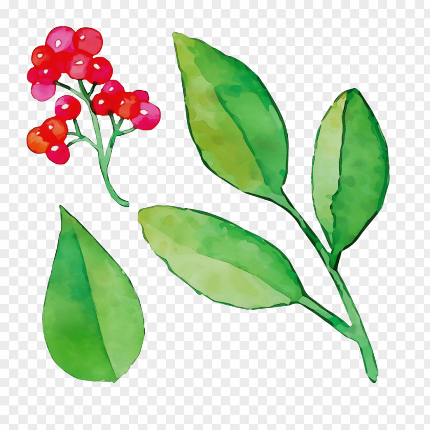 Leaf Plant Stem Flower Fruit Branching PNG