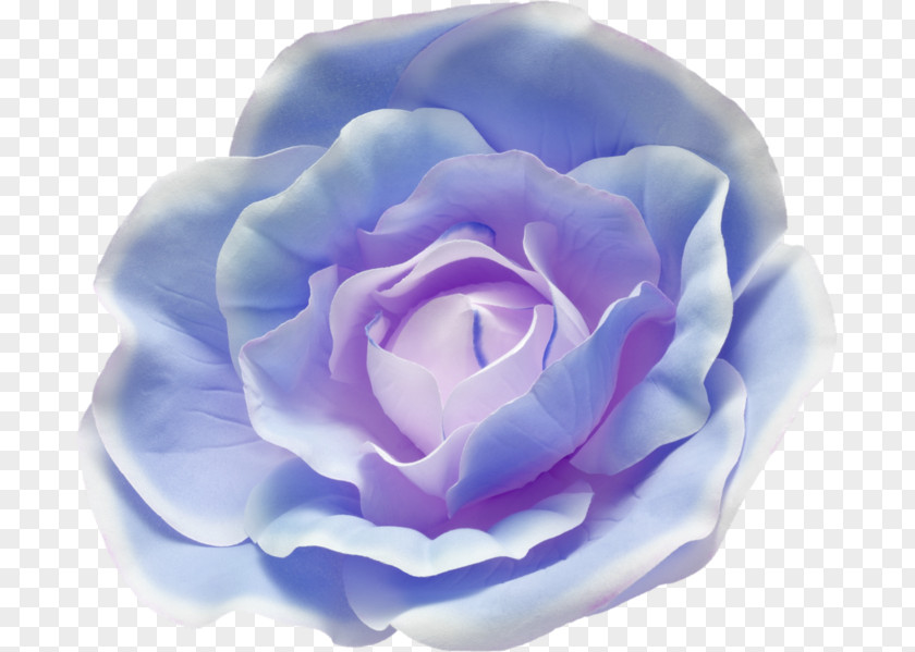 Painting Blue Rose Garden Roses Watercolor PNG