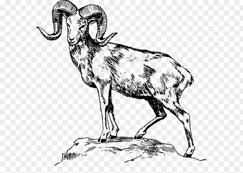 White Ram Cliparts Bighorn Sheep Drawing Clip Art PNG