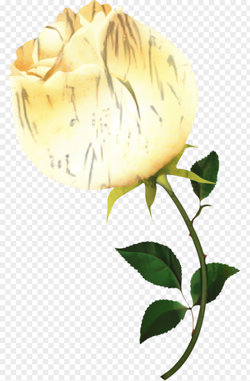 Clip Art Rose Image Download PNG