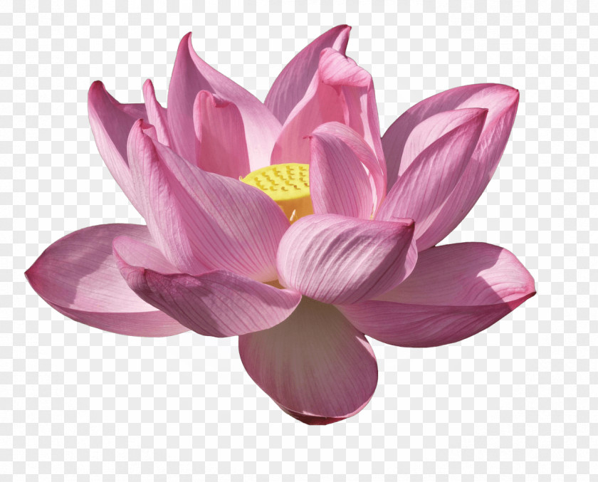 Lotus Flower Nelumbo Nucifera Water Lilies Lilium Kenilworth Park And Aquatic Gardens PNG