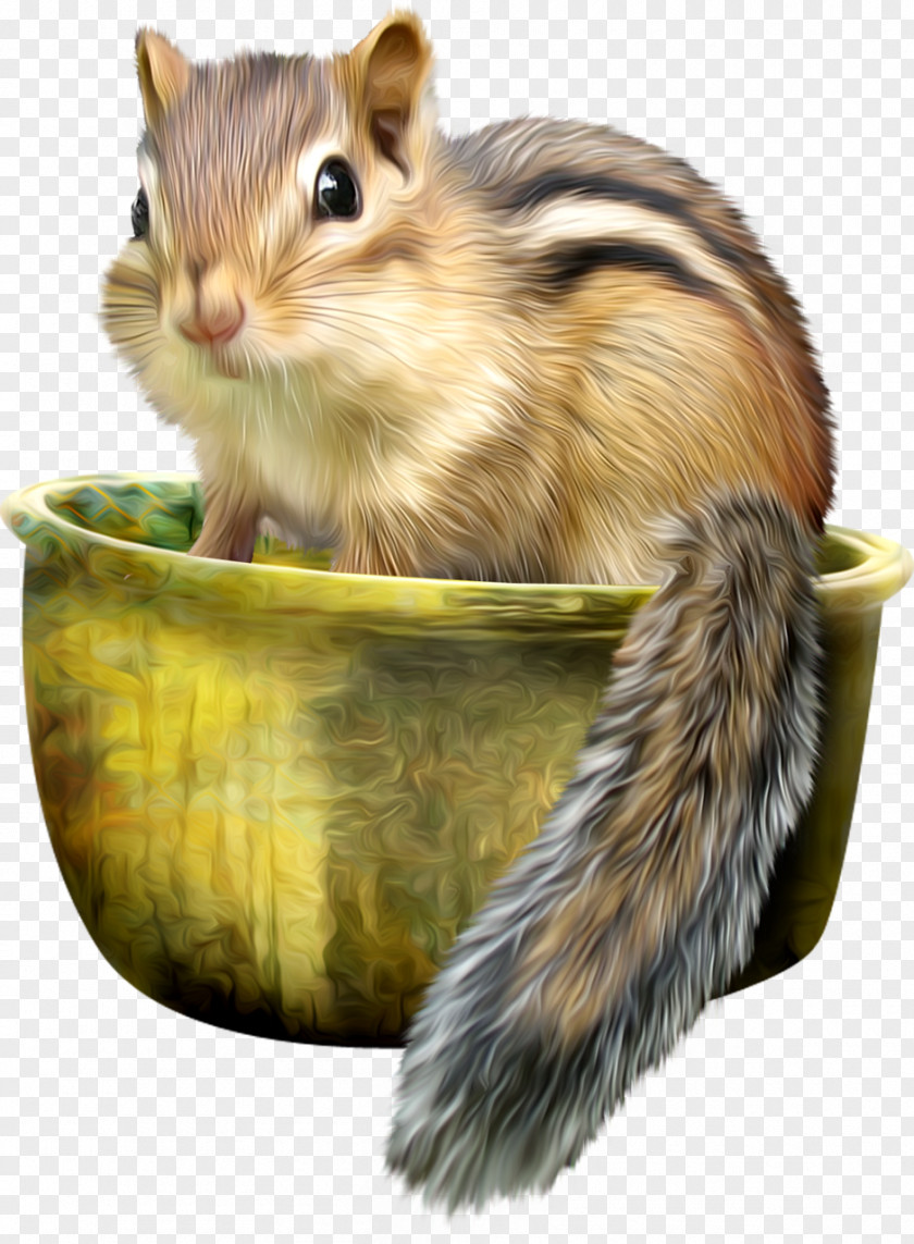 Squirrel Pot Eastern Chipmunk Mississippi River Siberian Least PNG