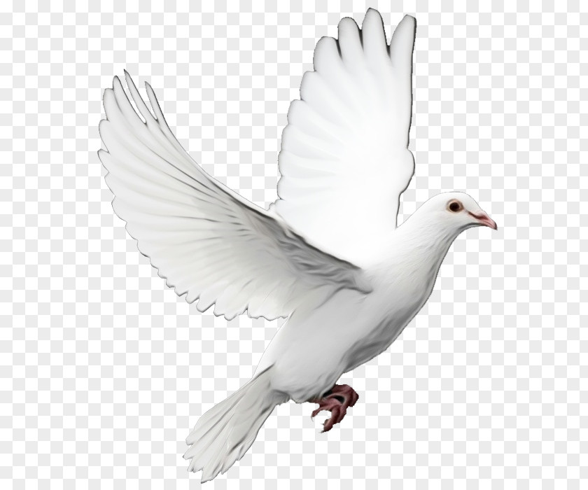 Stock Dove Tail Bird PNG
