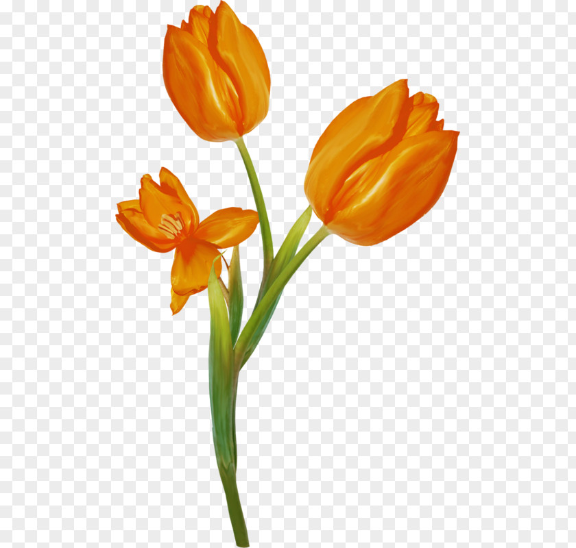 Tulip Still Life Photography Cut Flowers Plant Stem PNG