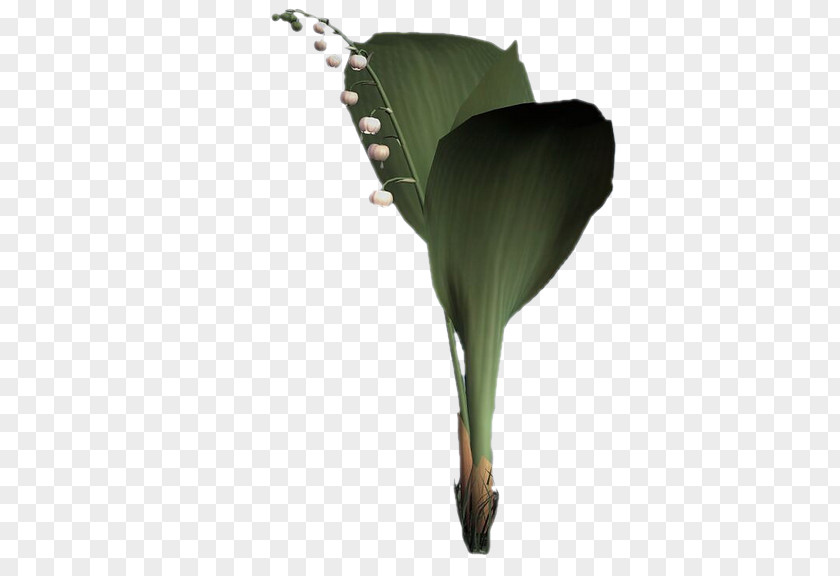 Alismatales Anthurium Banana Leaf PNG