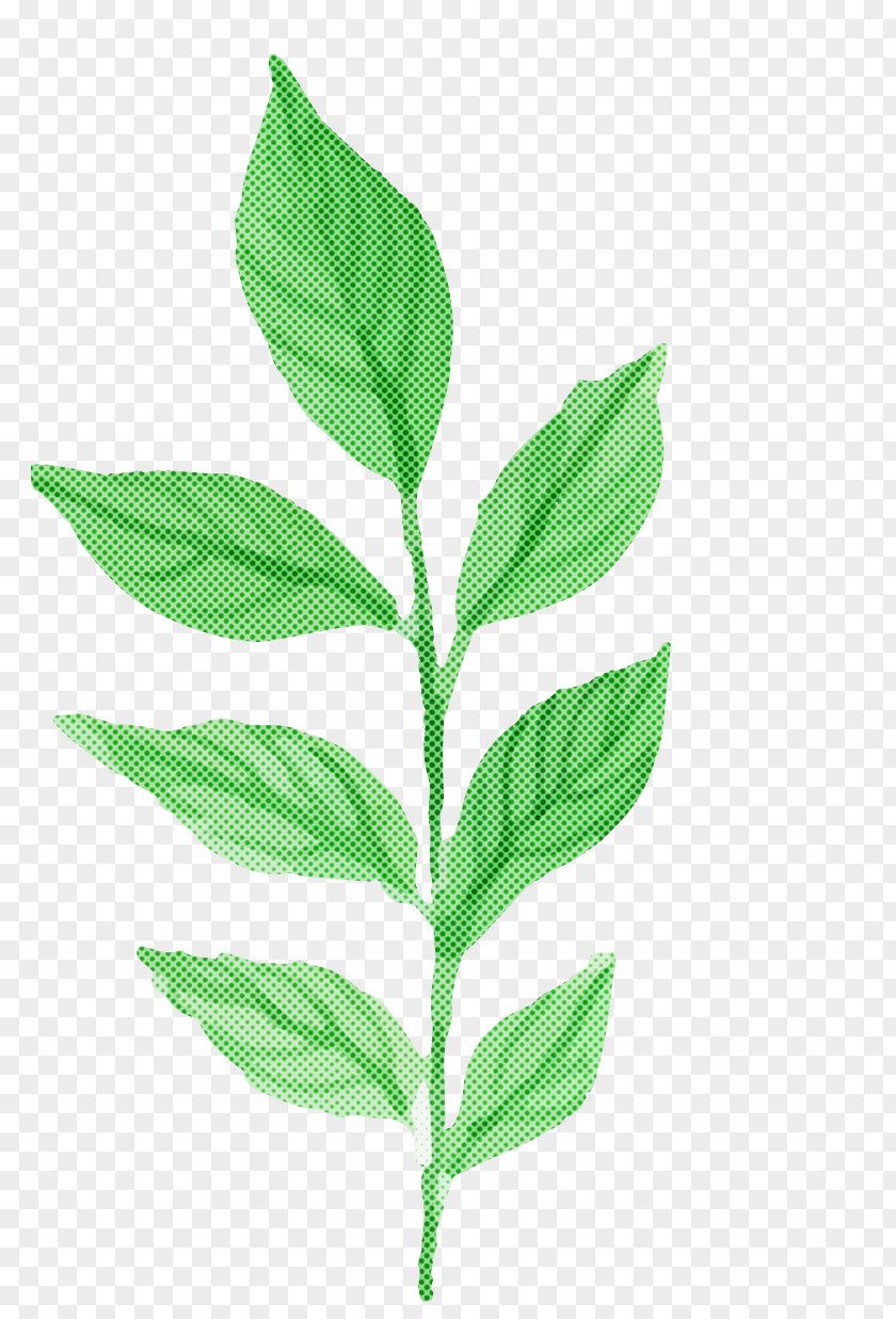 Leaf Flower Plant Stem Herb PNG