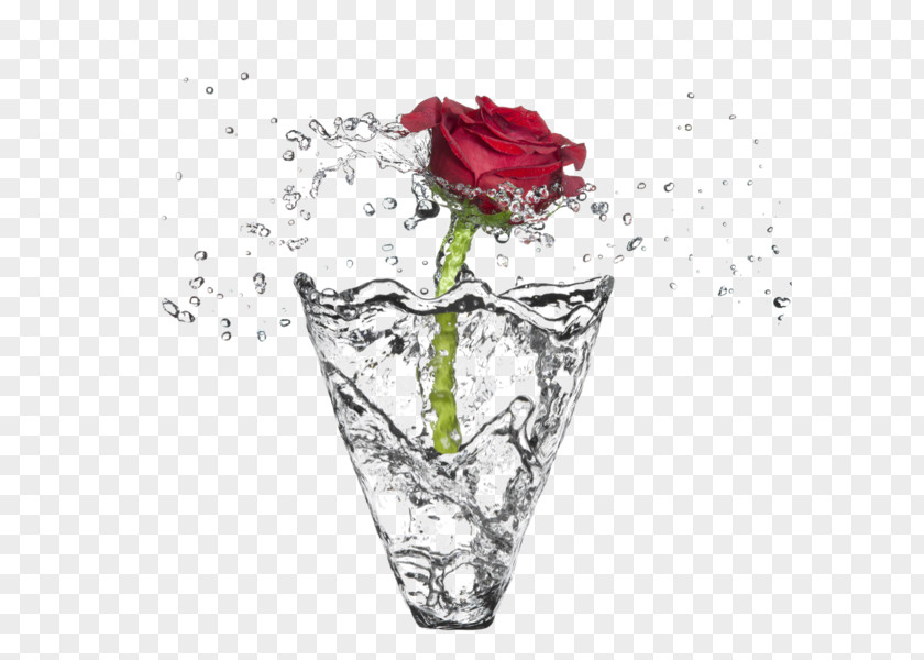 Water Garden Roses Rose PNG