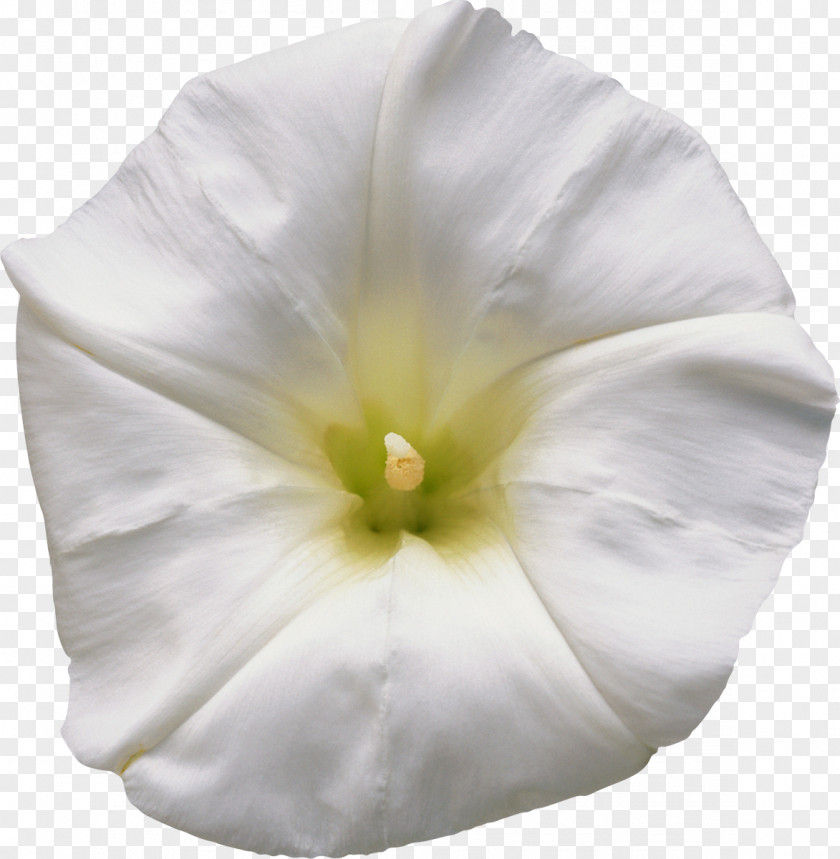 White Flower Man-hater Morning Glory Tropical Morning-glory Solanales Mallows PNG