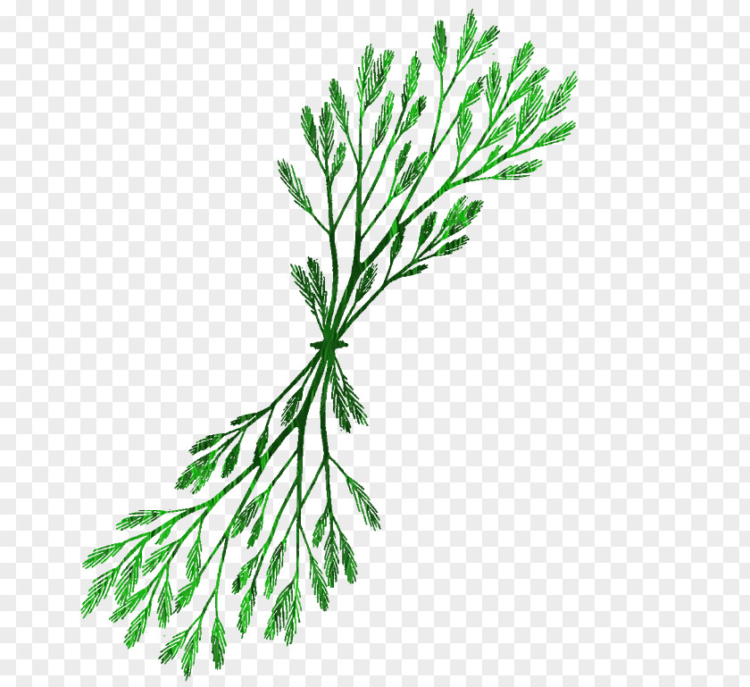 White Pine Leaf Plant Tree American Larch PNG