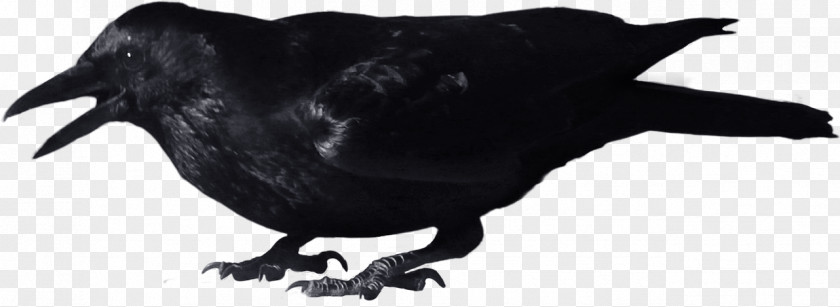Black Crow Clip Art PNG