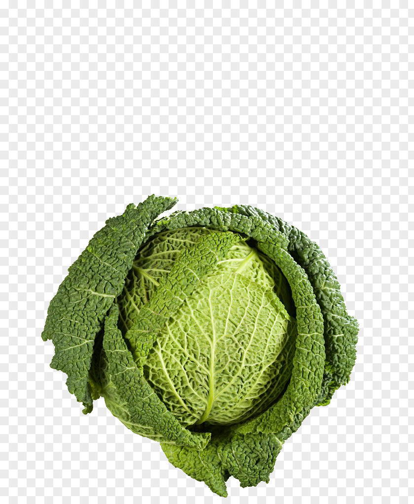Cabbage Savoy Congee Vegetable Broccoli PNG