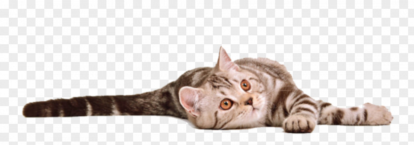 Cat Kitten Desktop Wallpaper PNG