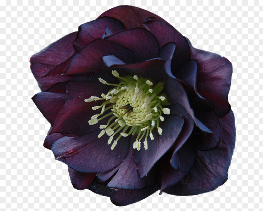 Flower Helleborus Niger Orientalis Garden Perennial Plant PNG