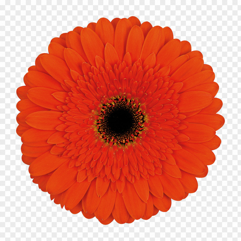 Flower Transvaal Daisy Cut Flowers Common Floristry PNG