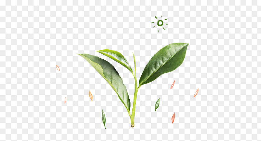 Fresh Green Leaves Tea Leaf PNG
