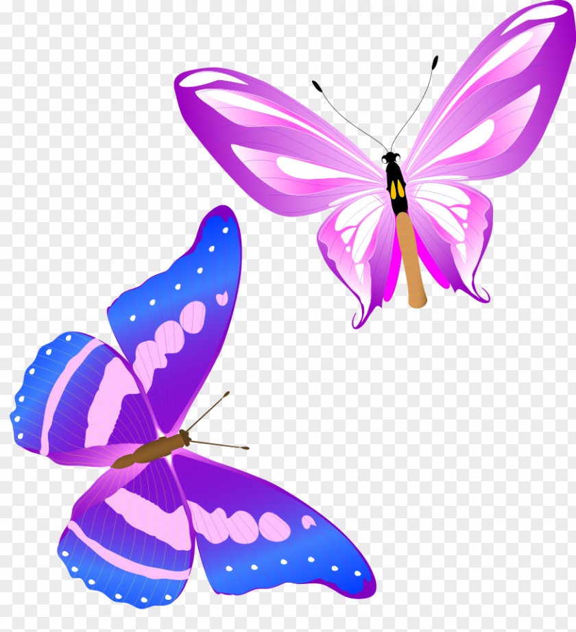 Fun Colorful Butterfly Vector Beautiful Animal Monarch Insect Clip Art PNG