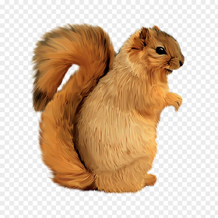 Squirrel PhotoScape Clip Art PNG