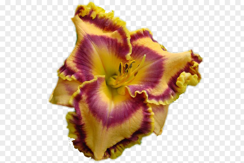 Daylilies Petal Clip Art Irises Flower PNG