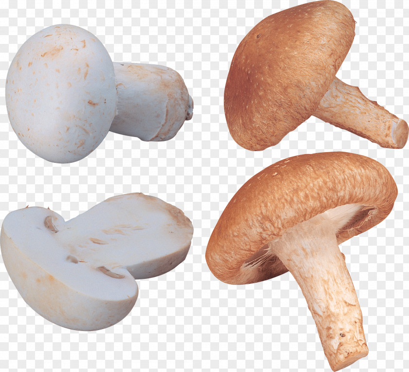 Mushroom Image Shiitake Congee Fish Ball Rousong PNG