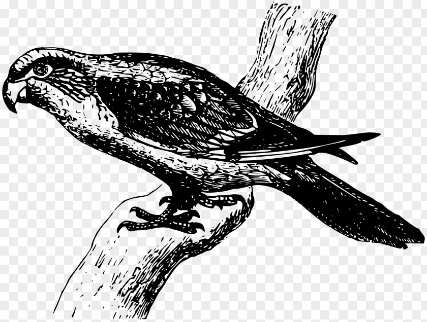 Parrot Black And White Clip Art PNG